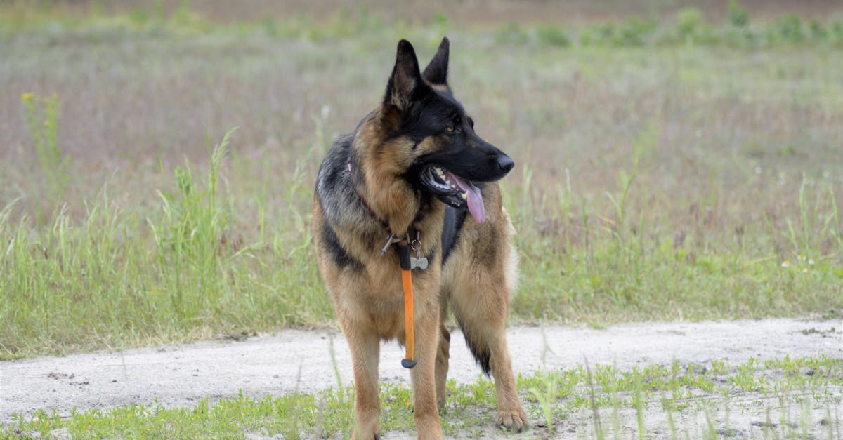 A German Shepherd stands alert in an open field, showcasing its strength and beauty.
